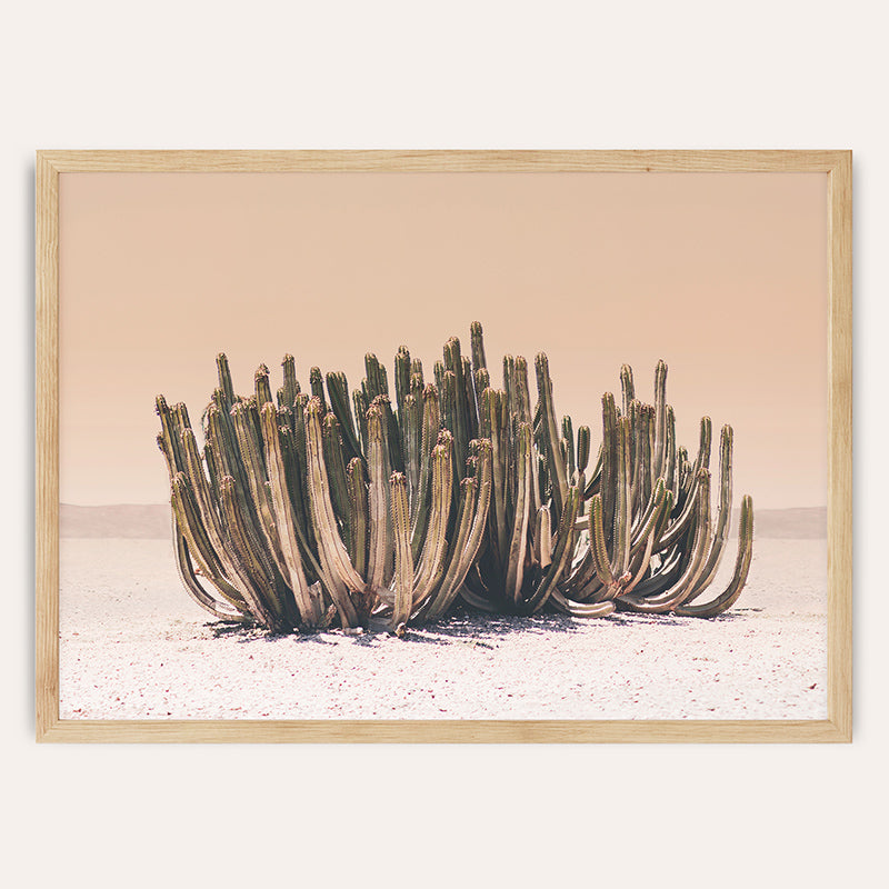 Peachy Cactus / Framed Print - Sisi And Seb - Framed Prints