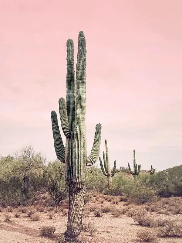 Pink Sky Desert Cactus Art Print