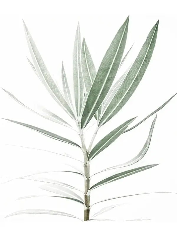 Botanical IV - Oleander Art Print