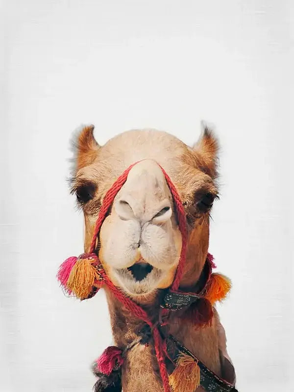 Camel I Art Print