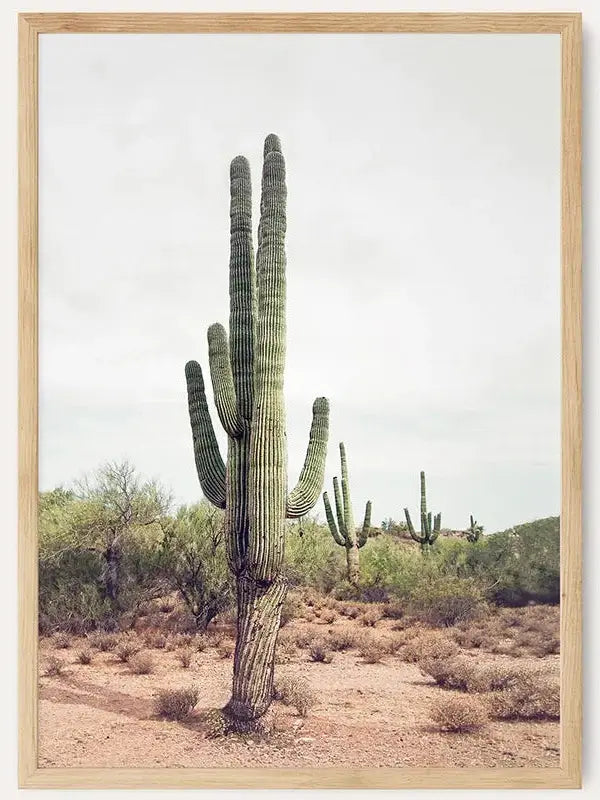 Desert Cactus /  FRAMED PRINT