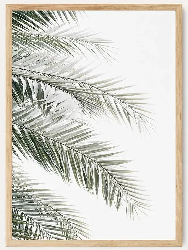 Palm Leaves /  FRAMED PRINT
