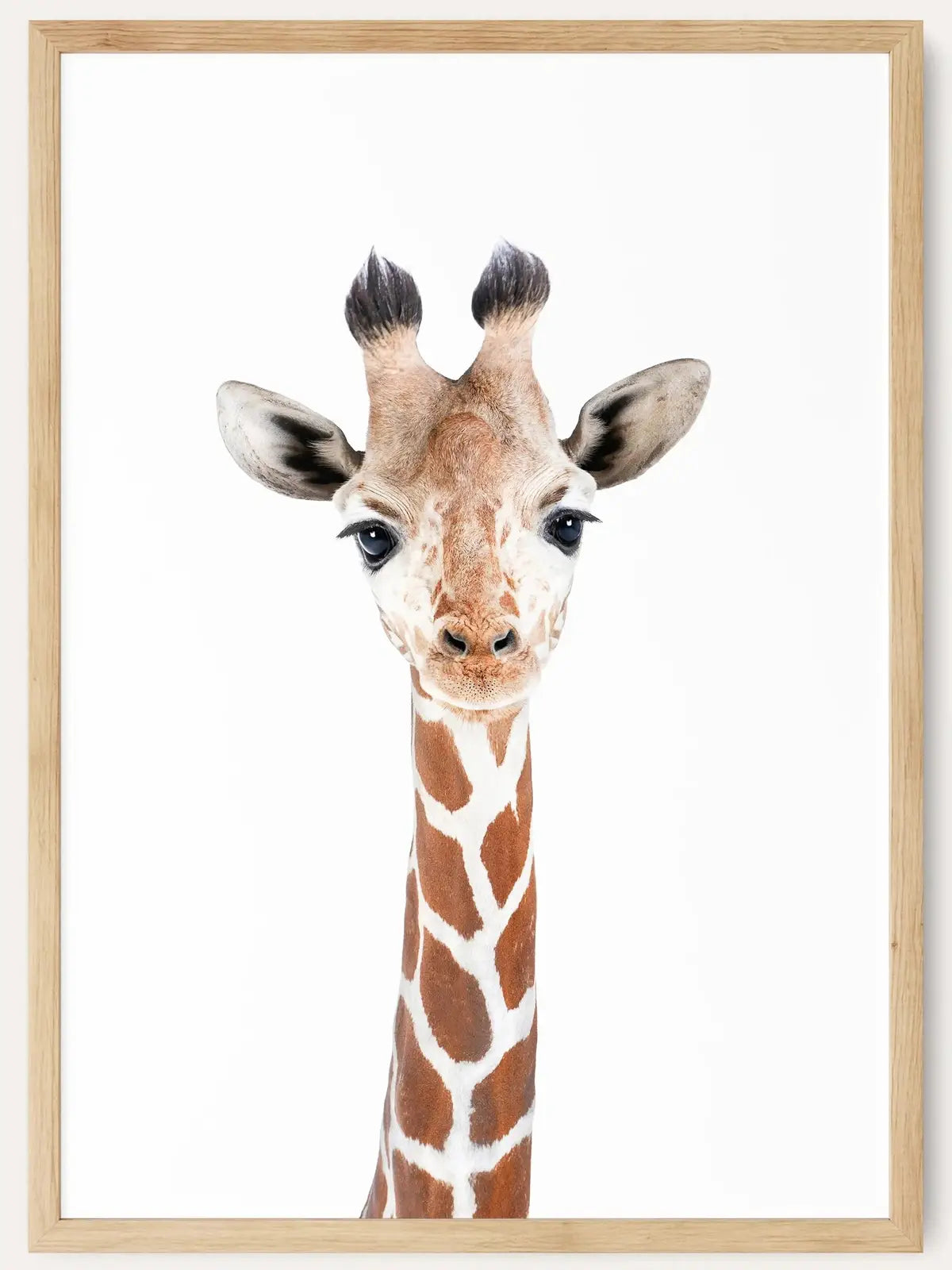 Baby Giraffe /  FRAMED PRINT