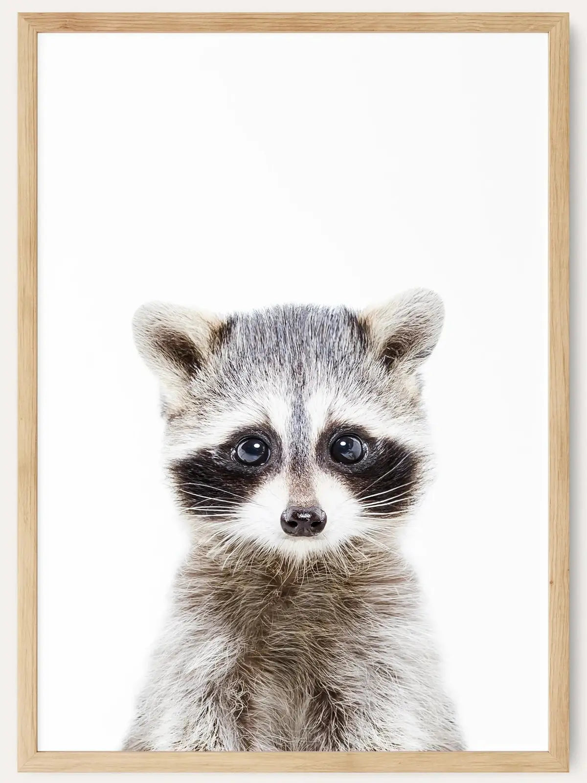 Baby Racoon /  FRAMED PRINT